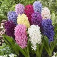 Hyacinthus Orientalis Flower Seeds for Planting – Heirloom Non-GMO Wildflower Mix Organic Garden Seeds