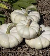 White Pumpkin Vegetable Seeds for Planting – Heirloom, Non-GMO, Decorative & Edible Organic Garden Seeds