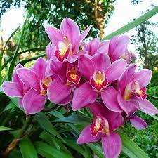 Flower Seeds, Seeds,Seeds For Planting,Plant Seeds