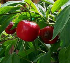 Red Giant Rocoto Vegetable Seeds for Planting – Heirloom & Non-GMO Chili Seeds for Spicy Home Gardens