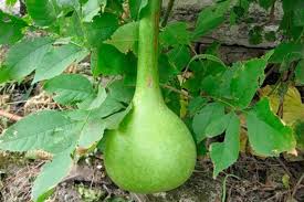Thai Bottle Gourd Seeds for Planting – Heirloom, Non-GMO Unique-Shaped Organic Garden Seeds with High Germination