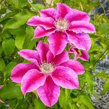 Violet Red Clematis Flower Seeds for Planting – Heirloom, Non-GMO, Bright Blooms, High Germination