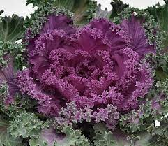 Ornamental Vegetable Seeds for Planting – Heirloom & Non-GMO Seeds for Decorative Edible Garden Displays