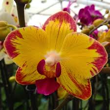 Yellow Red Phalaenopsis Orchid Flower Seeds - Perfect for Borders, Heirloom, Non-GMO Organic Garden Seeds for Planting