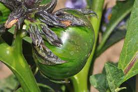Green Solanum Seeds for Planting – Heirloom & Non-GMO Exotic Vegetable for Tropical Gardens