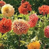 Mixed Gaillardia Flower Seeds for Planting - Low Maintenance, Heirloom & Non-GMO Seeds for Home Garden