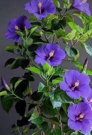 Violet Hibiscus Flower Seeds for Planting – Pollinator Friendly, Heirloom, Non-GMO Seeds for Home Garden