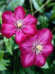 Pink Yellow Clematis Flower Seeds for Planting – Heirloom, Non-GMO, High Germination Organic Garden Seeds