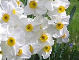 Narcissus Flower Seeds for Planting – Premium Quality Heirloom Non-GMO High Germination Organic Garden Seeds