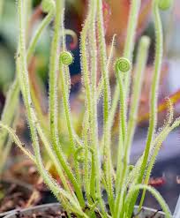 Light Green Sundew Flower Seeds for Planting – Heirloom Variety, Non-GMO, High Germination