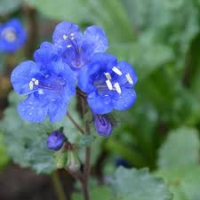 Bluebells Flower seeds for Planting - Hardy Variety, Heirloom & GMO Free Seeds for Home Garden
