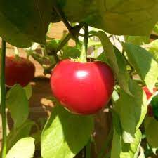Red Giant Rocoto Vegetable Seeds for Planting – Heirloom & Non-GMO Chili Seeds for Spicy Home Gardens