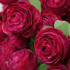 Burgundy Ranunculus Flower Seeds - Hardy Variety, Heirloom, Non-GMO Organic Garden Seeds for Planting