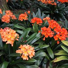 Mixed Clivia Flower Seeds – Shade Tolerant Heirloom Non-GMO Seeds for Garden Planting