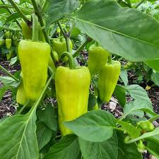 Capsicum Pepper Seeds for Planting – Heirloom, Non-GMO – Vibrant, Crunchy Sweet Peppers for Organic Gardens