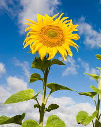 Helianthus Flower Seeds for Planting – Heirloom, Non-GMO, Drought Tolerant, High Germination Garden Seeds