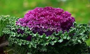 Ornamental Vegetable Seeds for Planting – Heirloom & Non-GMO Seeds for Decorative Edible Garden Displays