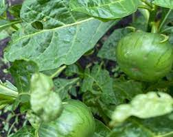 Green Solanum Seeds for Planting – Heirloom & Non-GMO Exotic Vegetable for Tropical Gardens