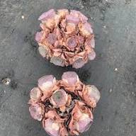 Pink Grey Greenovia Flower Seeds for Planting – Heirloom, Non-GMO, High Germination Garden Seeds