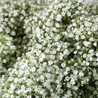 White Gypsophila Elegans Flower Seeds for Planting - Heirloom, Non-GMO, High Germination Organic Seeds