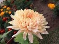 Light Orange Chrysanthemum Flower Seeds for Planting – Heirloom, Non-GMO, High Germination Organic Garden Seeds