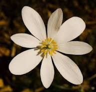 White Sanguinaria Flower Seeds for Planting – Heirloom, Non-GMO, High Germination Organic Garden Seeds