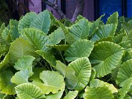 Alocasia Macrorrhiza Seeds for Planting – Heirloom & Non-GMO Tropical Plant Seeds for Exotic Garden Foliage