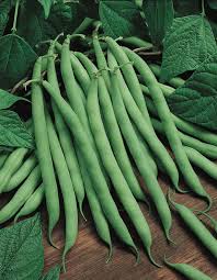 Blue Lake Pole Bean Seeds for Planting – Heirloom, Non-GMO, Tender Climbing Vegetable – High Germination