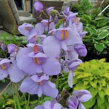 Utricularia Flower Seeds for Planting – Heirloom Non-GMO Cottage Garden Essential Organic Garden Seeds
