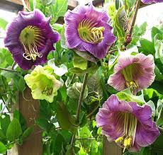 Cobaea Scandens Flower Seeds for Planting – Premium Heirloom Non-GMO High Germination Organic Garden Seeds