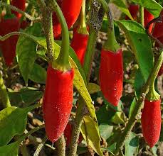 Chili Pepper Capsicum Seeds for Planting – Heirloom, Non-GMO, High Germination Organic Garden Seeds for Spicy Gardens