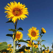 Helianthus Flower Seeds for Planting – Heirloom, Non-GMO, Drought Tolerant, High Germination Garden Seeds