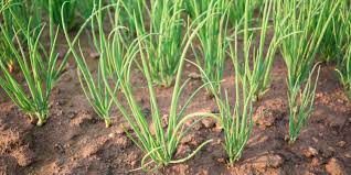 Chive Vegetable Seeds for Planting – Heirloom & Non-GMO Herb Seeds for Seasoning & Culinary Gardens