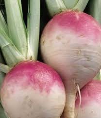 Globe Turnip Vegetable Seeds for Planting – Heirloom Non-GMO Organic Garden Seeds – Smooth Root for Soups and Roasting