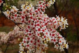 Yellowhorn Tree Seeds (Xanthoceras Sorbifolium) – Sun-Loving Heirloom Non-GMO Seeds for Garden Planting