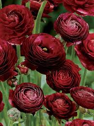 Burgundy Ranunculus Flower Seeds - Hardy Variety, Heirloom, Non-GMO Organic Garden Seeds for Planting