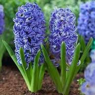 Purple Hyacinthus Orientalis Flower Seeds for Planting | Heirloom Non-GMO Organic Garden Seeds