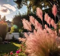 Pink Muhly Grass Flower Seeds for Planting | Heirloom Non-GMO High Germination Organic Garden Seeds