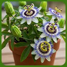 Passiflora Flower Seeds for Planting – Premium Quality, Heirloom, Non-GMO, High Germination