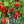 Aji Dulce Red Pepper Seeds for Planting – Heirloom & Non-GMO Vegetable Seeds for Mild, Aromatic Harvests