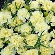 Light Yellow Carnations Flower Seeds for Planting – Pollinator Friendly Heirloom Non-GMO Seeds