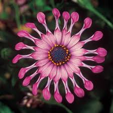 Pink Osteospermum Flower Seeds for Planting – Heirloom Non-GMO Organic Garden Seeds