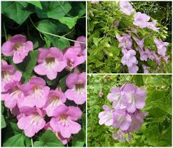 Lavender Creeping Gloxinia Flower Seeds for Planting – Heirloom, Non-GMO, High Germination Organic Garden Seeds