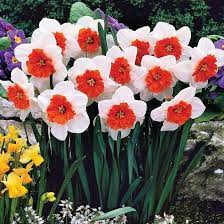 White & Orange Double Narcissus Daffodil Seeds for Planting - Heirloom, Non-GMO, High Germination Organic Garden Seeds