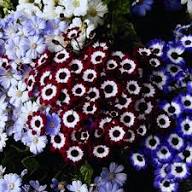 Mix Cineraria Flower Seeds for Planting Heirloom Non-GMO High Germination Organic Garden Seeds