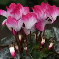 Red White Cyclamen Flower Seeds for Planting | Heirloom Non-GMO High Germination Organic Garden Seeds
