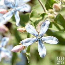 Rare Tweedia Flower Seeds for Planting – Heirloom Non-GMO Seeds for Planting, High Germination