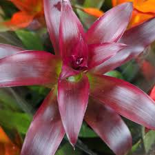 Burgundy Bromeliad Flower Seeds for Planting – Heirloom, Non-GMO, High Germination Organic Garden Seeds