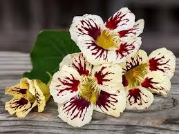 White Red Nasturtium Flower Seeds - Compact Growth, Heirloom, Non-GMO Organic Garden Seeds for Planting