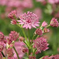 Astrantia Flower Seeds for Planting – Heirloom, Non-GMO, Cottage Garden Essential, High Germination Garden Seeds